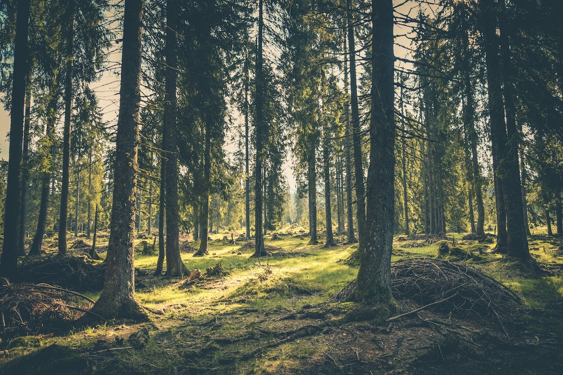 Forests play a critical role in global sustainability